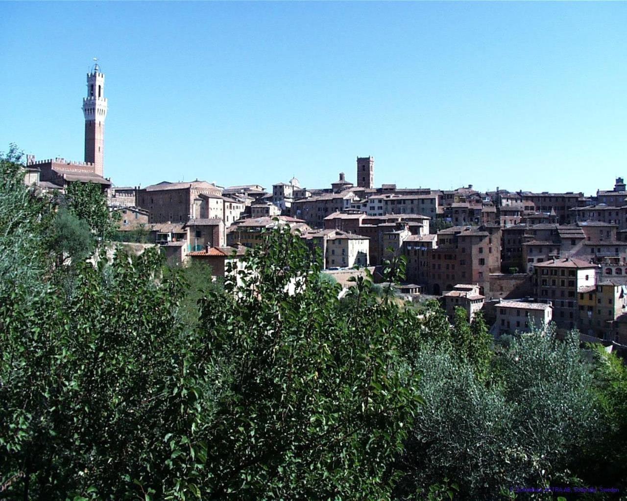 Camollia Sienne